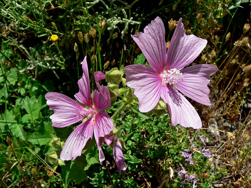 Malva alcea